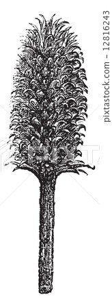 Flower and head of a teasel Fuller or flower and head of Dipsacu Flower and head of a teasel Fuller or flower and head of Dipsacu 12816243