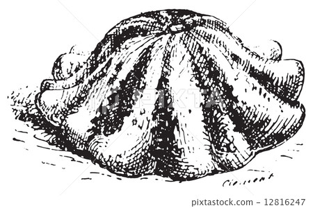 Pattypan squash or Sunburst squash, vintage engraving. 12816247