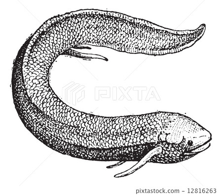 South American Lungfish or Lepidosiren paradoxa, vintage engravi 12816263