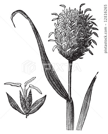 Canary grass or Phalaris canariensis vintage engraving. Canary grass or Phalaris canariensis vintage engraving. 12816265