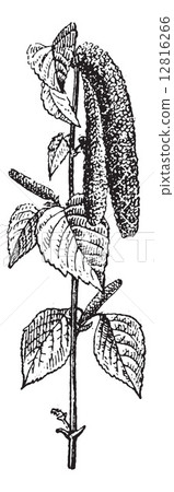 Birch tree, vintage engraving. Birch tree, vintage engraving. 12816266