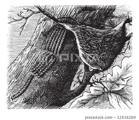Processionary Caterpillar vintage engraving 12816269
