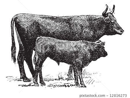 Auvergne cattle breed, vintage engraving. 12816273