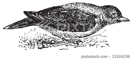 Picnic beef or Oxpecker, vintage engraving. 12816299