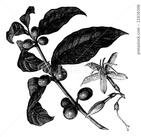 Coffea, or Coffee shrub and fruits, vintage engraving. 12816306