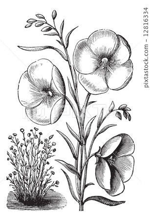 Linum grandiflorum or Red flax vintage engraving 12816334