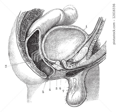 Fig. 161. Basin man (anteroposterior cut, according to its media 12816336