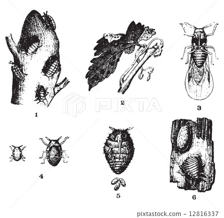 Phylloxera or Daktulosphaira vitifoliae, vintage engraving. Phylloxera or Daktulosphaira vitifoliae, vintage engraving. 12816337