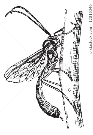 Ichneumon wasp or Ichneumon vintage engraving 12816340
