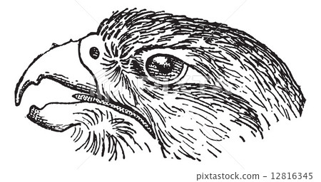 Rapacious Falcon headed, vintage engraving. 12816345