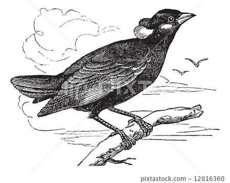 Common Hill Myna or Gracula religiosa vintage engraving 12816360