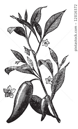 Annual chili (Capsicum annuum) or Mississippi sport pepper, vint Annual chili (Capsicum annuum) or Mississippi sport pepper, vint 12816372