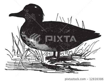 Common Teal or Anas crecca vintage engraving Common Teal or Anas crecca vintage engraving 12816386