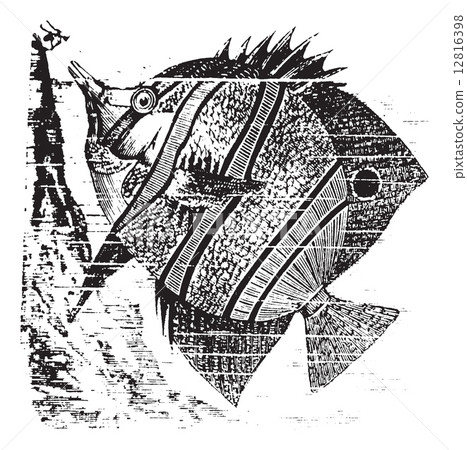 Copperband Butterflyfish vintage engraving Copperband Butterflyfish vintage engraving 12816398