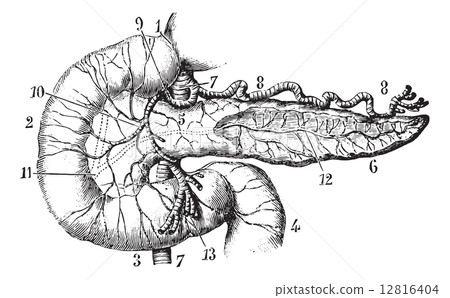 Pancreas and duodenum seen by their anterior aspect, vintage eng 12816404