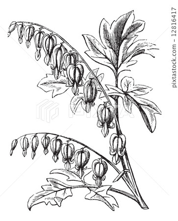 Old-fashioned Bleeding-Heart or Venus's Car or Lady in a Bath or 12816417