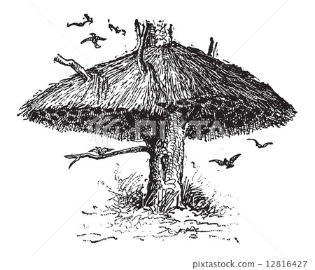 Community Nest of the Social Weaver or Philetairus socius, vinta 12816427