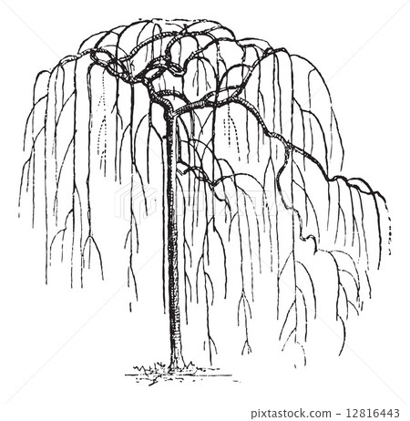 Sophora Japonica or Japanese pagodatree (Styphnolobium japonicum 12816443