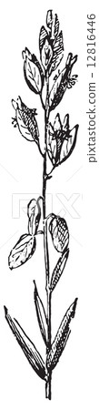 Polygala or Snakeroots, vintage engraving. 12816446