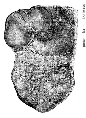 Abdominal portion of the alimentary canal or part of abdomen pas 12816450