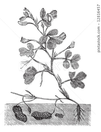 Peanut or Groundnut vintage engraving 12816457