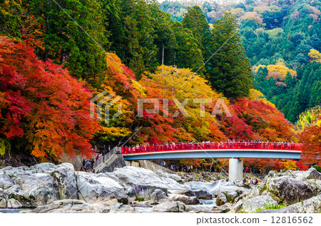 Autumn leaves of Konami River 12816562
