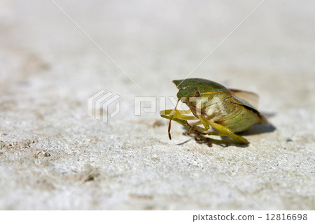 Green bug Green bug 12816698