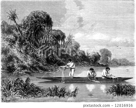 Fishing candiru, vintage engraving 12816916