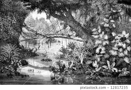 Xieng Khong Pon bamboo, vintage engraving. 12817235