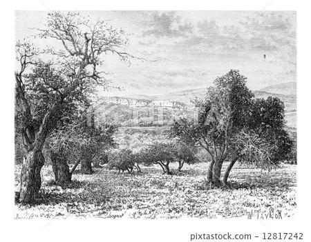 Mountainous Region of Samaria in Israel, vintage engraving Mountainous Region of Samaria in Israel, vintage engraving 12817242