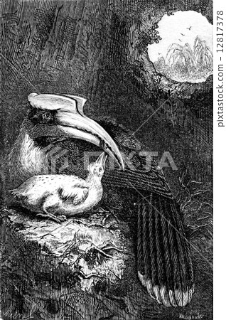 Hornbill and her cub, vintage engraving. Hornbill and her cub, vintage engraving. 12817378