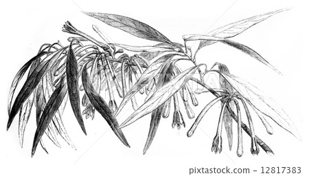 Loranthus Macrosolen, vintage engraving. 12817383