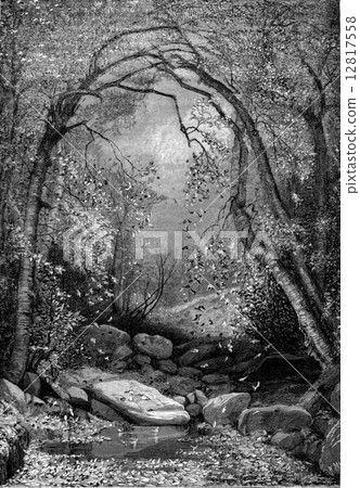 Sugar maples, vintage engraving. Sugar maples, vintage engraving. 12817558