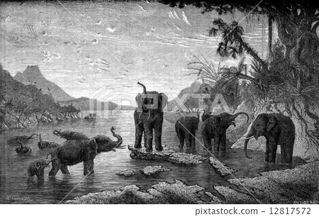 Wild elephants bathing in the river, vintage engraving. Wild elephants bathing in the river, vintage engraving. 12817572