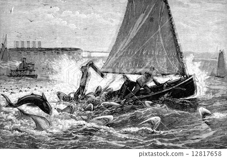 A true story of sharks. Our three browsers counted fourteen shar A true story of sharks. Our three browsers counted fourteen shar 12817658