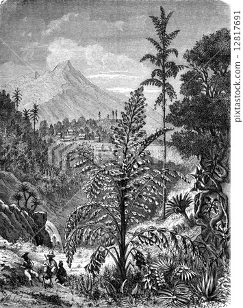 Palm caryotas, vintage engraving. 12817691