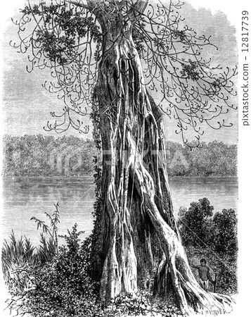 Ovoounchoua, fig tree protruding ribs, vintage engraving. 12817739