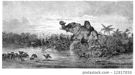 Salon painting. Elephant attack by two lions, vintage engraving. Salon painting. Elephant attack by two lions, vintage engraving. 12817850