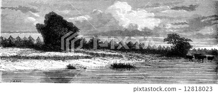 Woad, vintage engraving. Woad, vintage engraving. 12818023