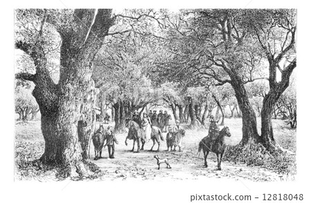 Olive Trees of Nablus in West Bank, Israel, vintage engraving 12818048
