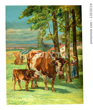 Cow, vintage engraving. 12818119