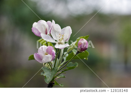 Apple blossoms Apple blossoms 12818148