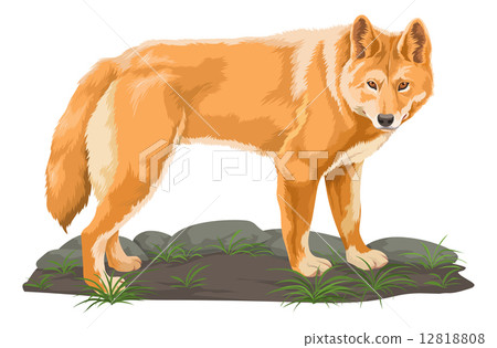 Vector of wolf. 12818808