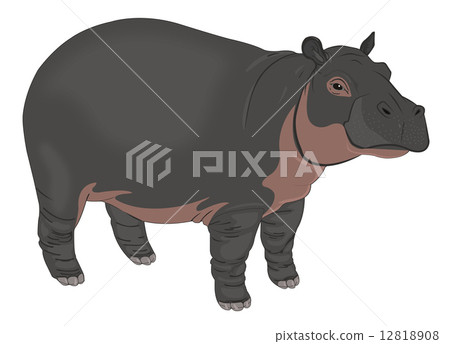 Hippopotamus or Hippopotamus amphibius, illustration 12818908