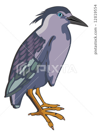 Night Heron or Nycticorax sp., illustration 12819554