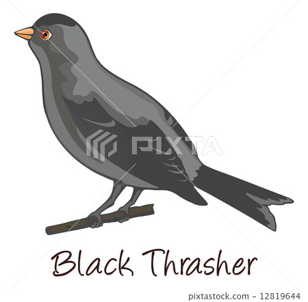 Brown Trasher, Color Illustration Brown Trasher, Color Illustration 12819644