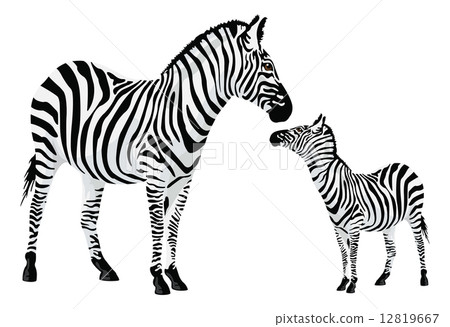 Zebra or Equus zebra, illustration 12819667