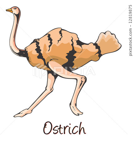 Ostrich, Color Illustration 12819875