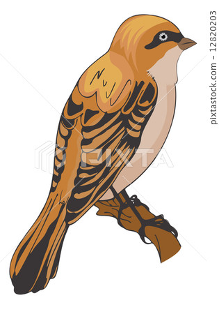 Sparrow or Passeridae, illustration 12820203