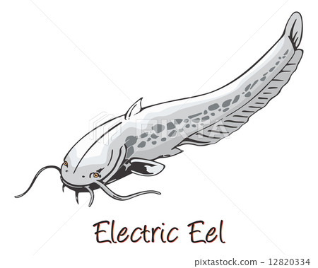 Electric Eel, Color Illustration Electric Eel, Color Illustration 12820334